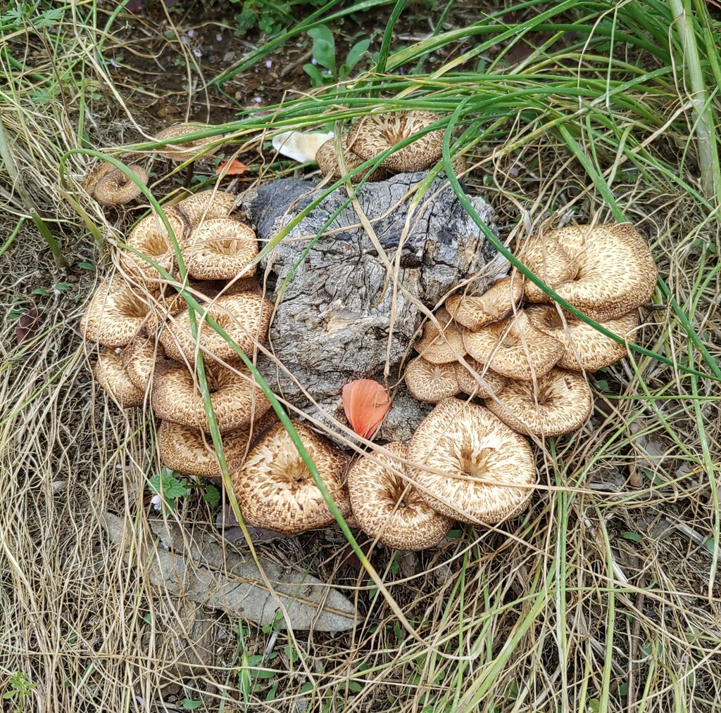 「菌類」