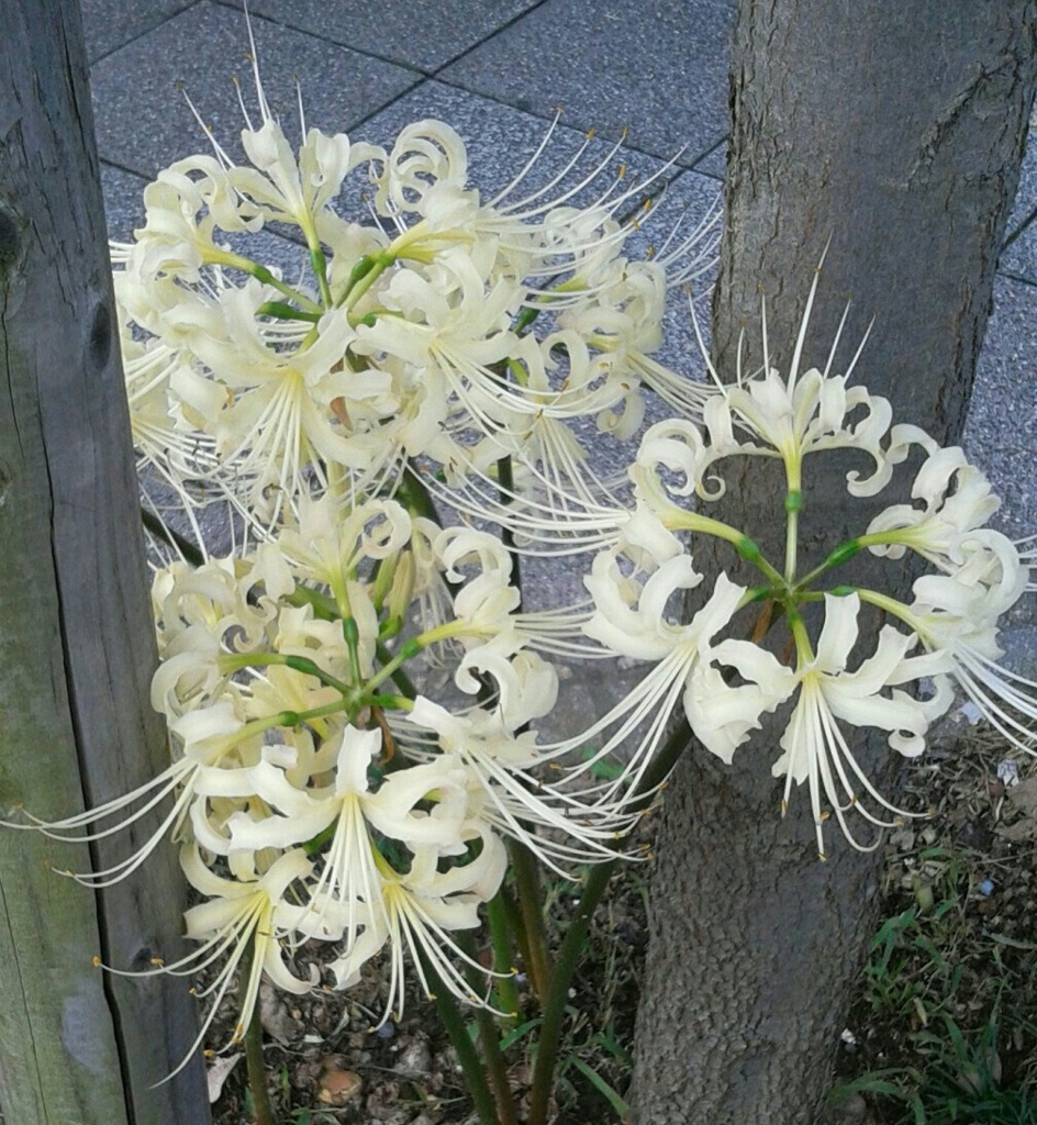 ｢ﾋｶﾞﾝﾊﾞﾅ｣花