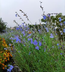 ｢ｻﾙﾋﾞｱ｣