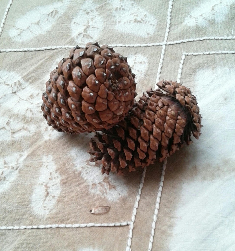 ｢ﾏﾂ｣実