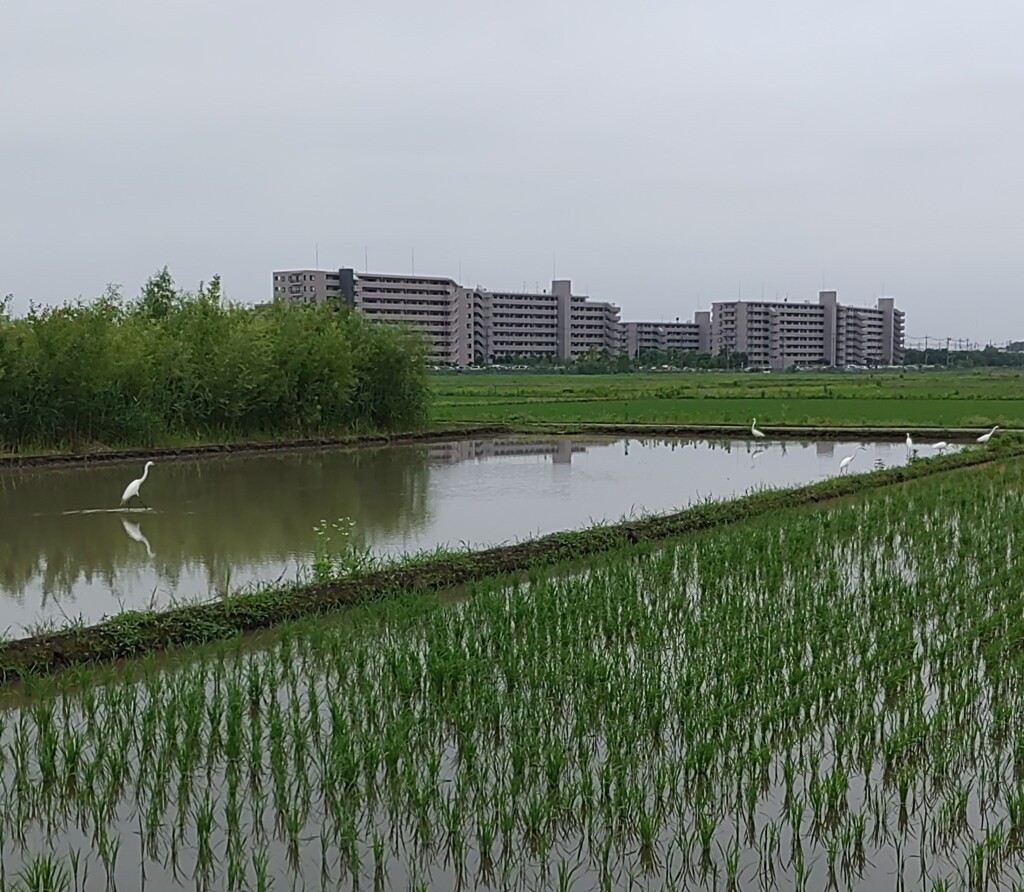 「鳥類」