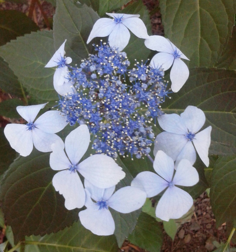 ｢ｶﾞｸｱｼﾞｻｲ｣花