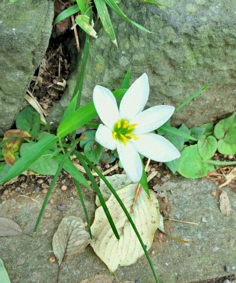 ｢ﾀﾏｽﾀﾞﾚ｣花