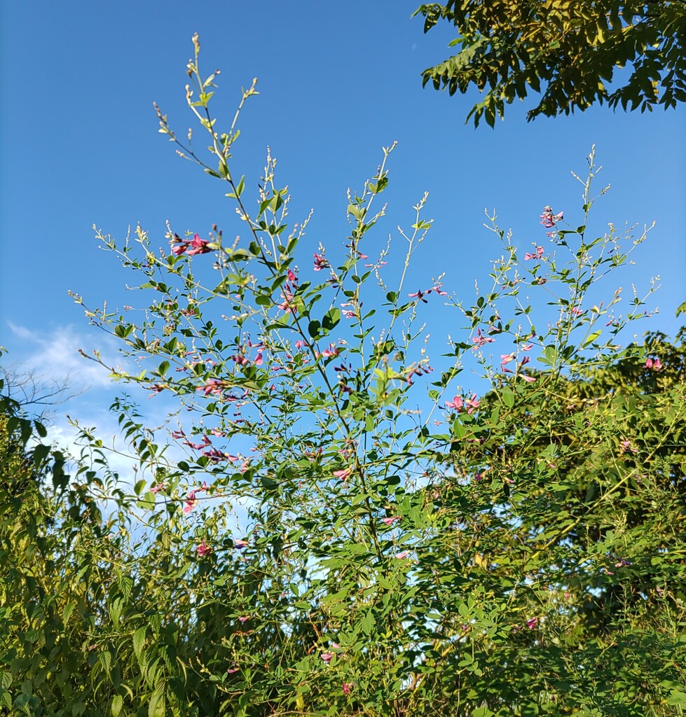 ｢ﾊｷﾞ｣蕾･花