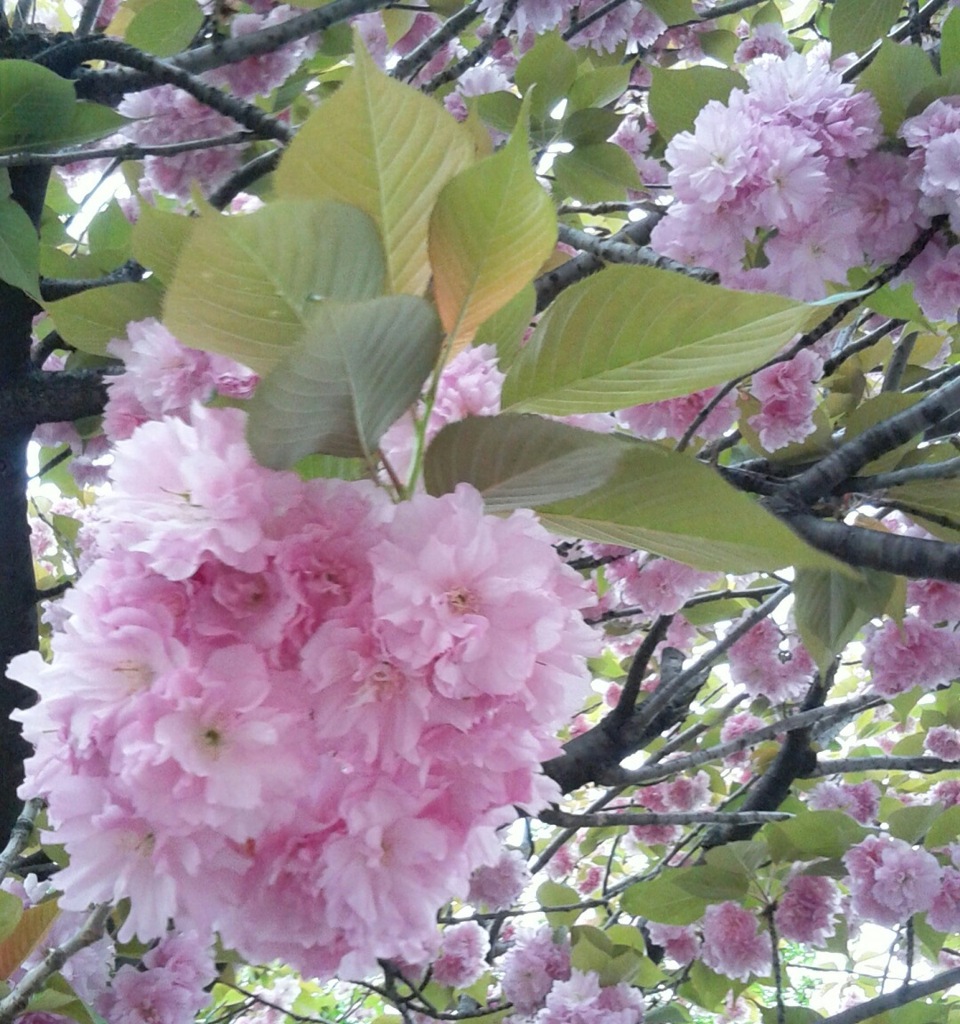 ｢ﾔｴｻﾞｸﾗ｣花