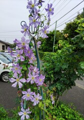 ｢ｸﾚﾏﾁｽ｣