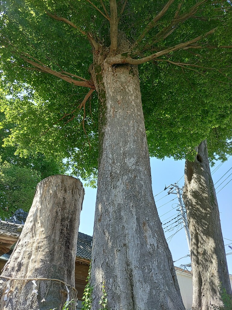 〖御神木〗