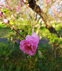 ｢ﾓﾓ｣花