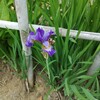 ｢ｱﾔﾒ｣