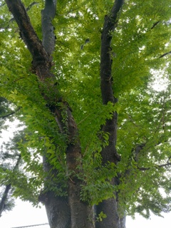 ｢ｲﾇｻﾞｸﾗ｣木