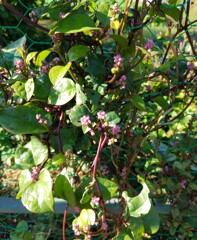 ｢ﾂﾙﾑﾗｻｷ｣