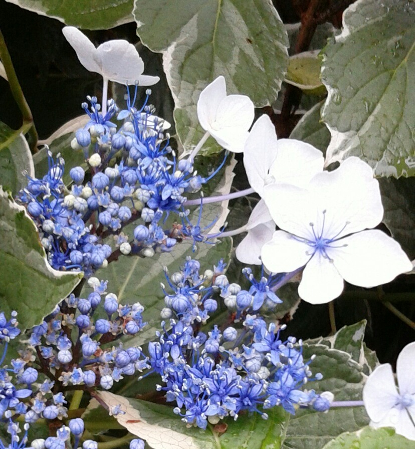 ｢ｶﾞｸｱｼﾞｻｲ｣花