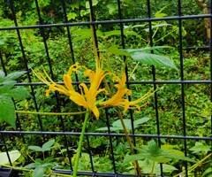 ｢ｼｮｳｷｽﾞｲｾﾝ｣