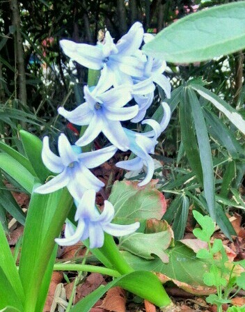 ｢ﾋﾔｼﾝｽ｣花