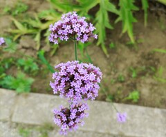 ｢ﾔﾅｷﾞﾊﾅｶﾞｻ｣花