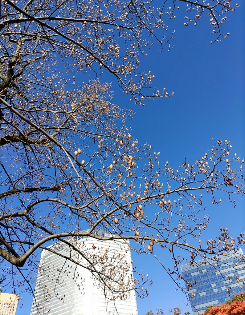 ｢ﾕﾘﾉｷ｣終