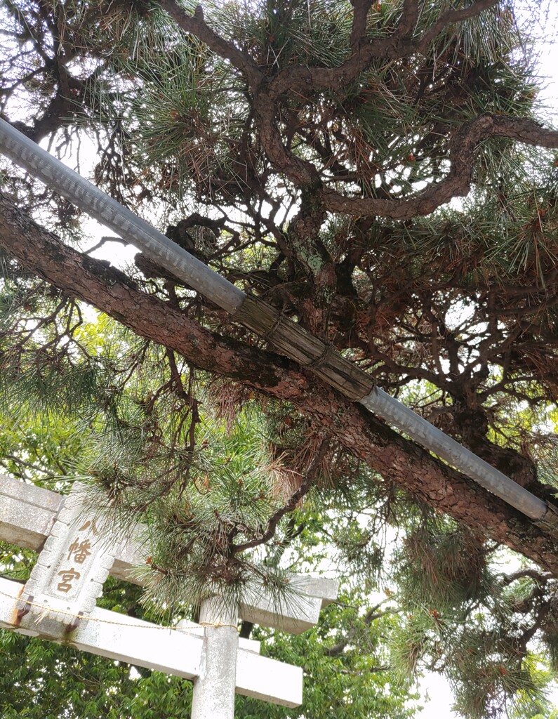 [八幡神社]