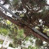 [八幡神社]
