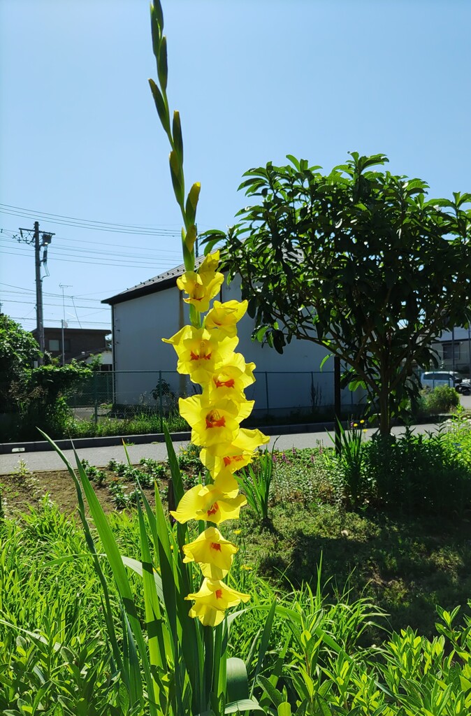｢ｸﾞﾗｼﾞｵﾗｽ｣