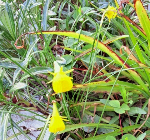 ｢ﾍﾟﾁｺｰﾄ･ｽｲｾﾝ｣花