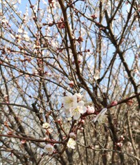 ｢ｳﾒ｣花