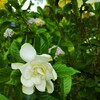 ｢ｸﾁﾅｼ｣花