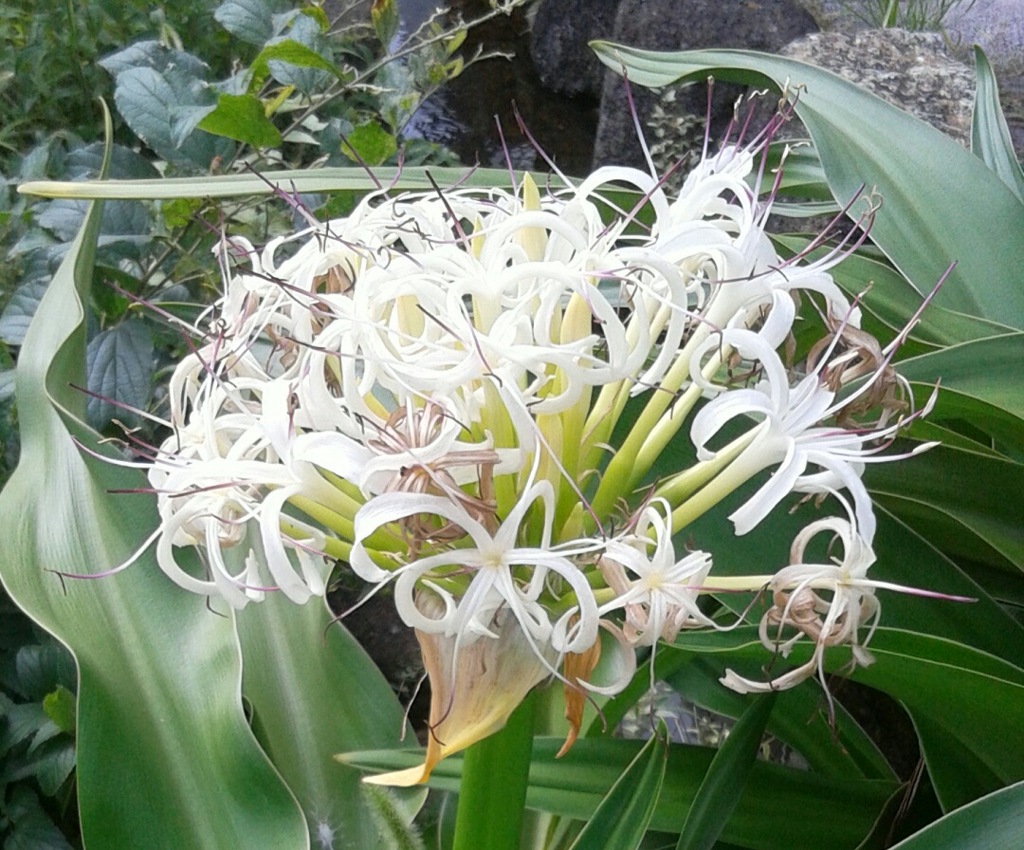 ｢ﾊﾏﾕｳ｣花