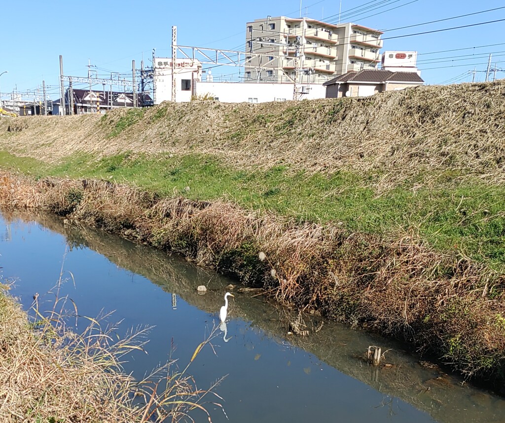 ｢ｼﾗｻｷﾞ｣
