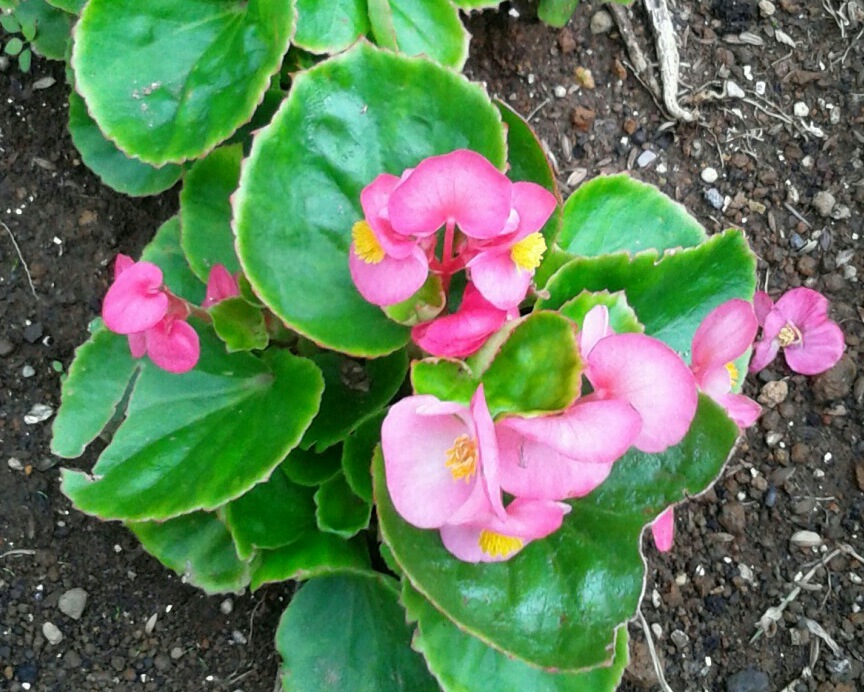 ｢ﾍﾞｺﾞﾆｱ｣花