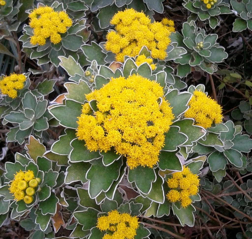 ｢ｲｿｷﾞｸ｣花