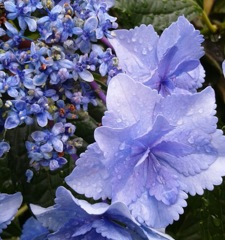 ｢ｶﾞｸｱｼﾞｻｲ｣花