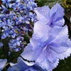｢ｶﾞｸｱｼﾞｻｲ｣花