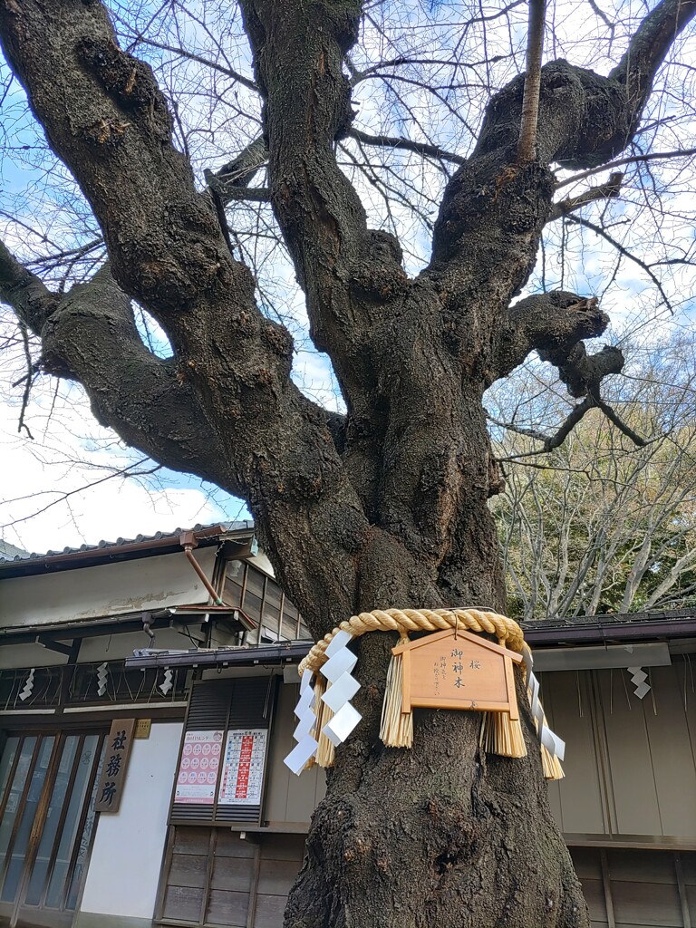 《御神木》