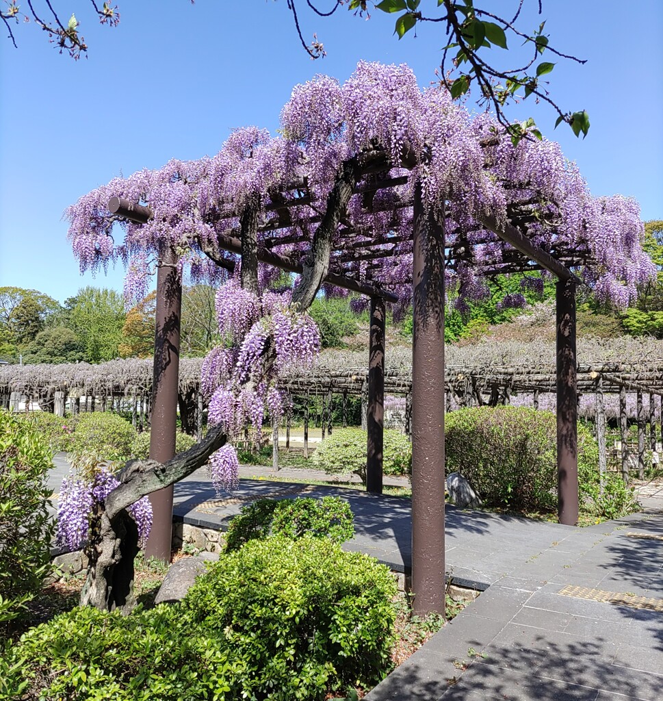 ｢ﾌｼﾞ｣花