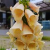 ｢ｼﾞｷﾞﾀﾘｽ｣