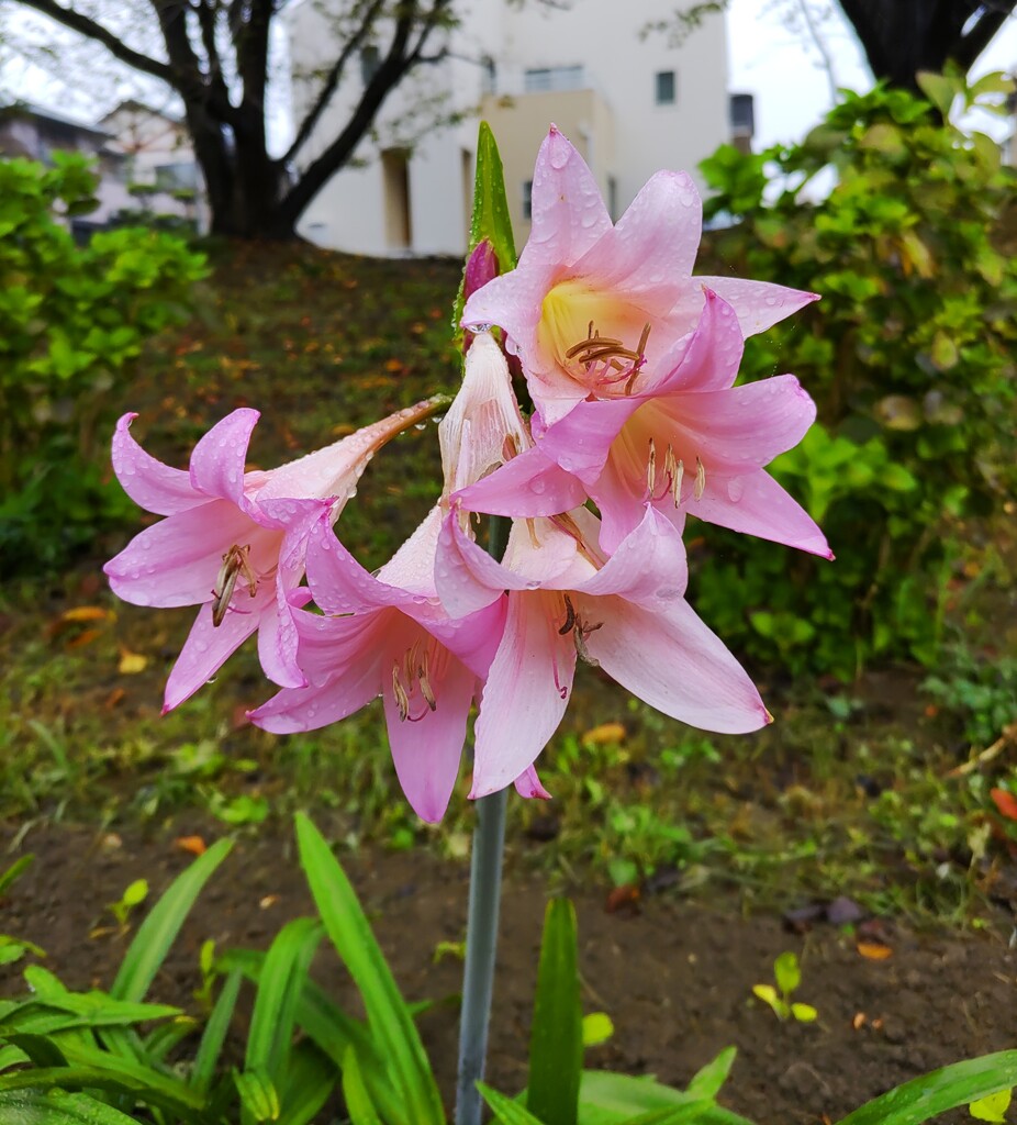 ｢ｱﾏｸﾘﾅﾑ｣