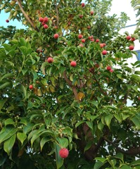 ｢ﾔﾏﾎﾞｳｼ｣実