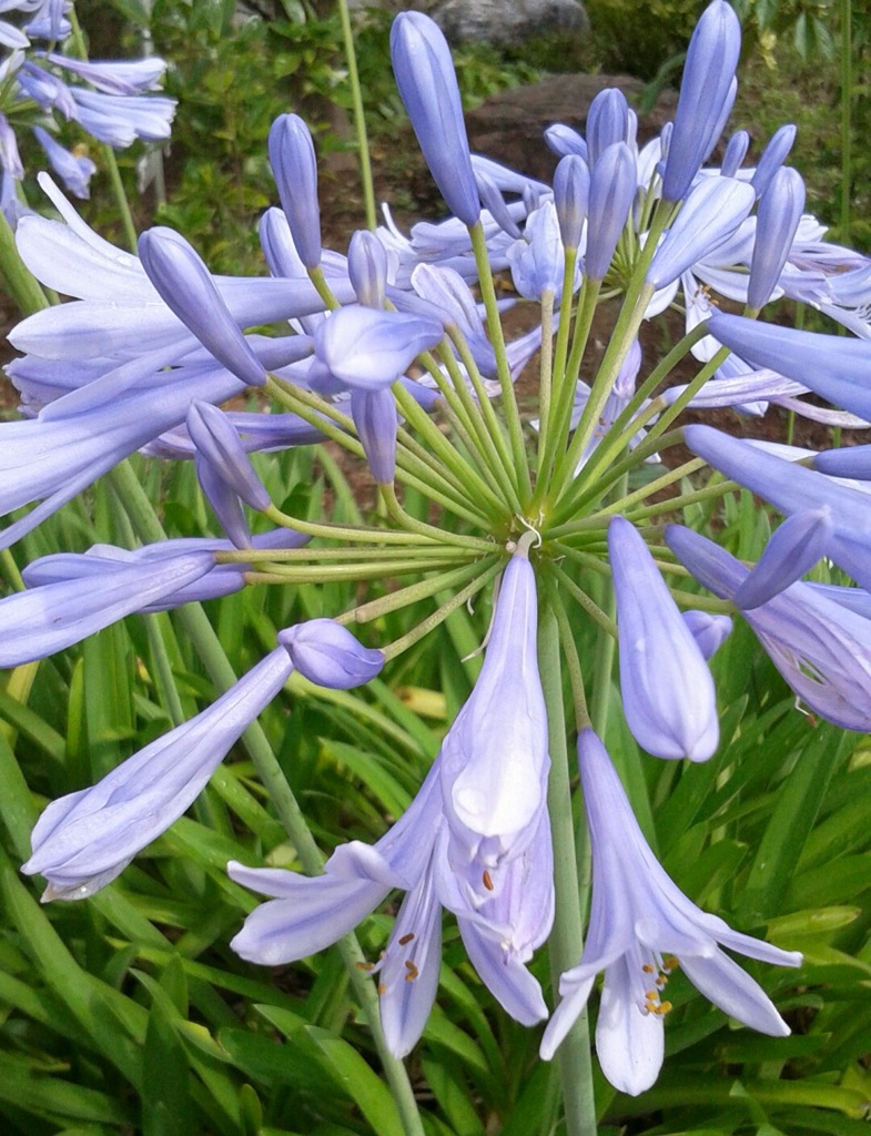 ｢ｱｶﾞﾊﾟﾝｻｽ｣蕾･花