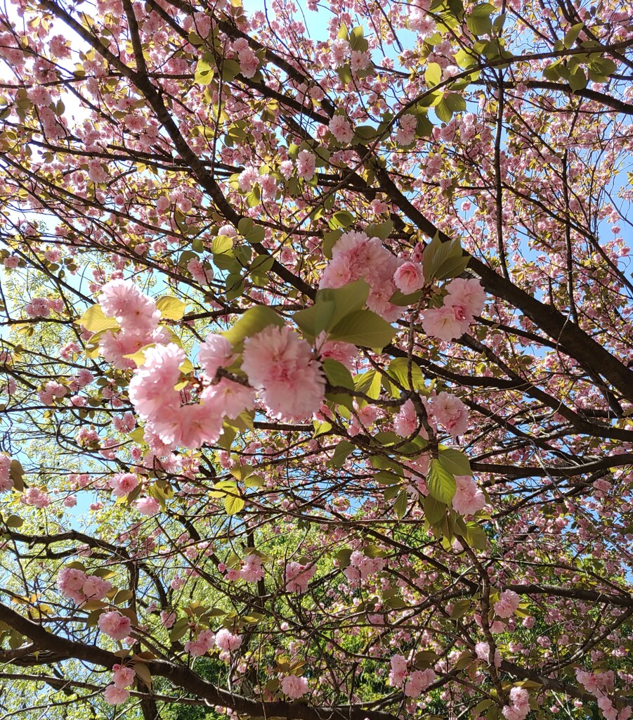 ｢ﾔｴｻﾞｸﾗ｣花