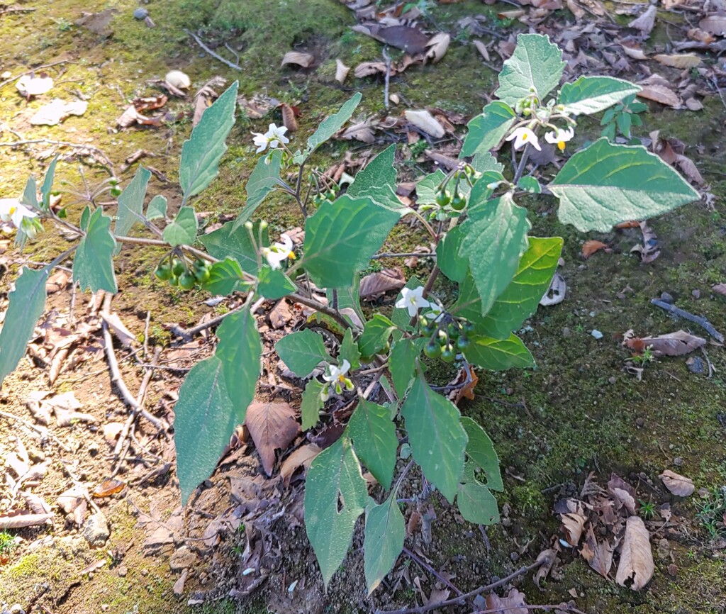 ｢ﾜﾙﾅｽﾋﾞ｣花