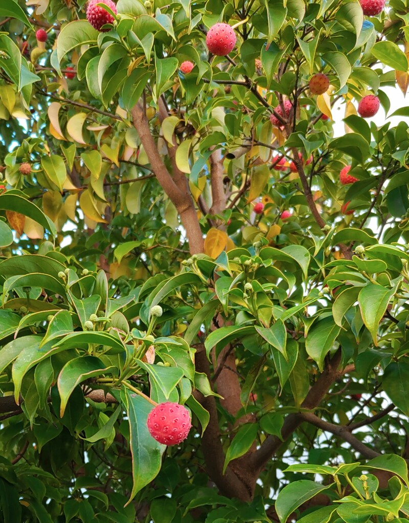 ｢ﾔﾏﾎﾞｳｼ｣実