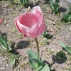 ｢ﾁｭｰﾘｯﾌﾟ｣花