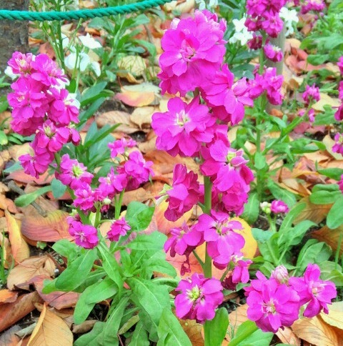 ｢ｽﾄｯｸ｣花