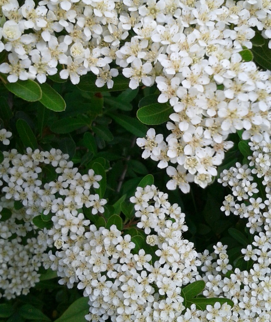 ｢ﾋﾟﾗｶﾝｻｽ｣花