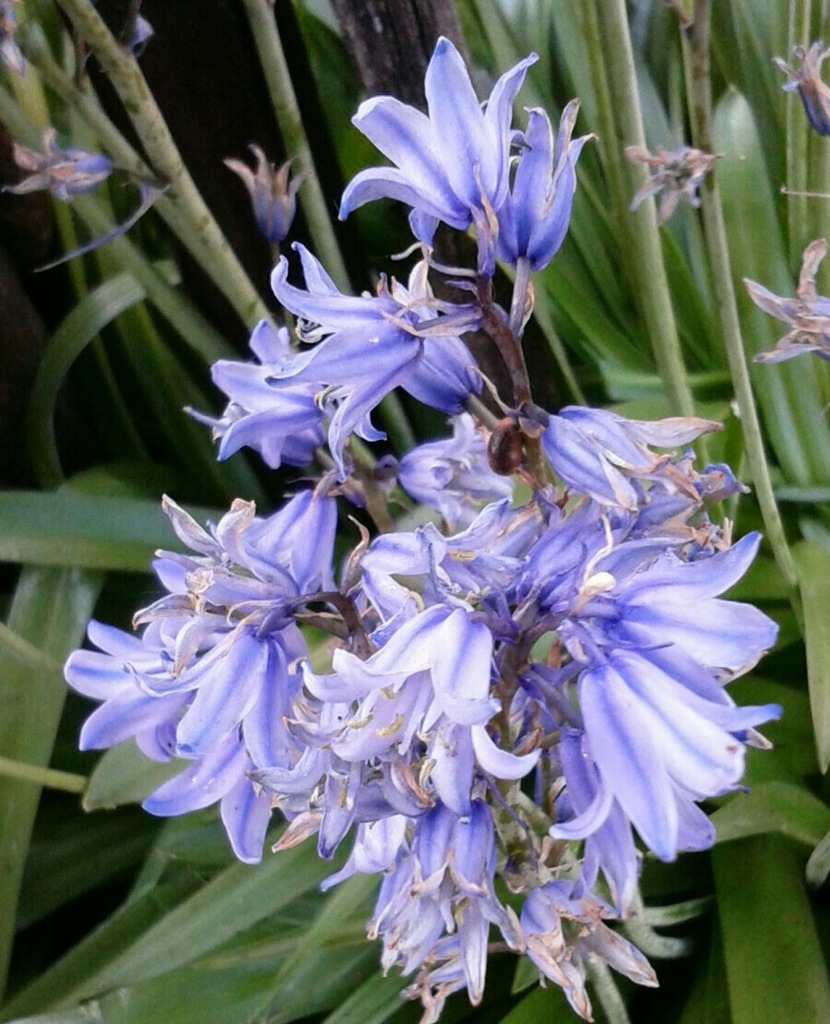 ｢ﾂﾘｶﾞﾈｽﾞｲｾﾝ｣花