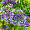 ｢ｶﾞｸｱｼﾞｻｲ｣花