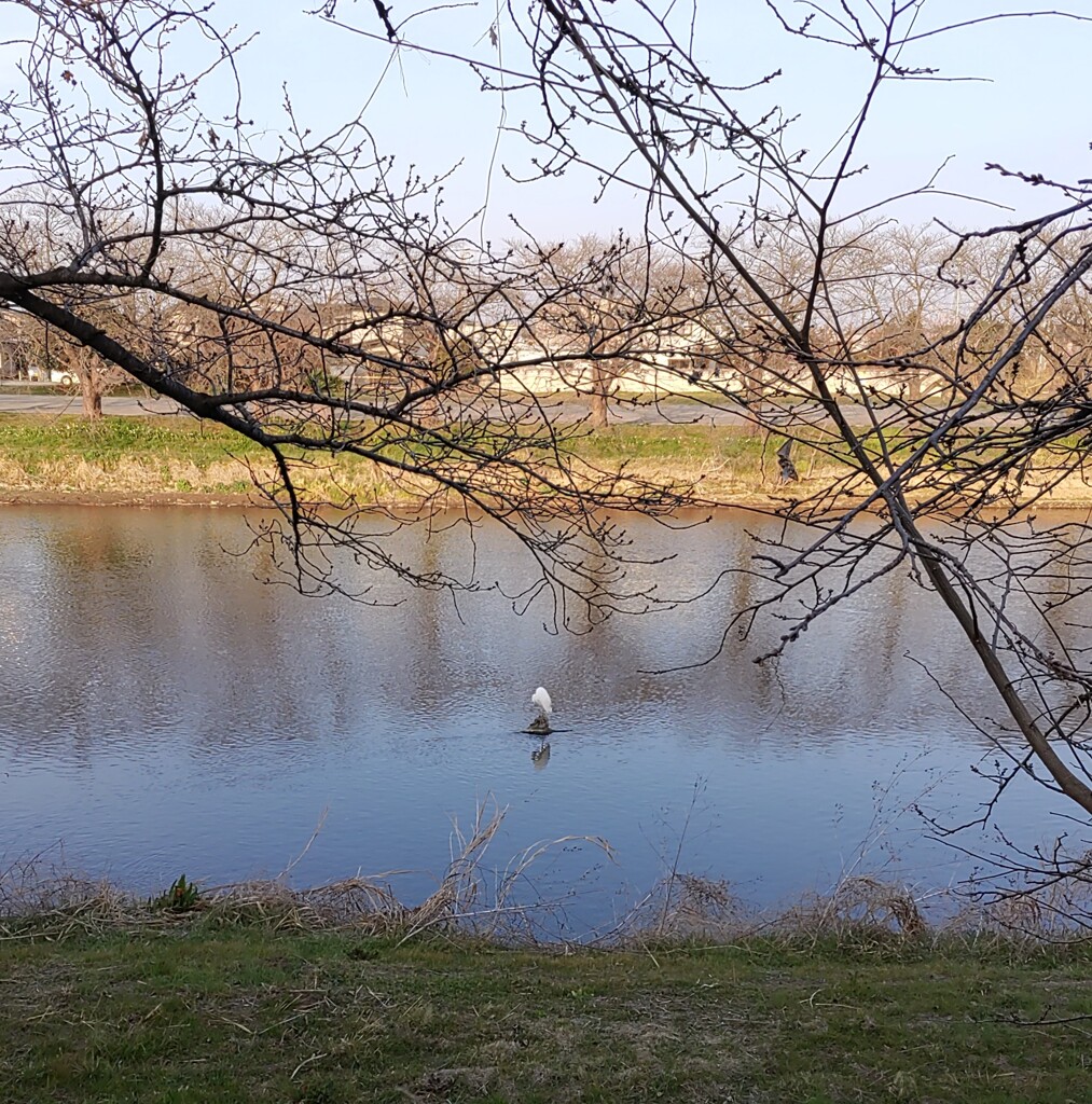 「鳥類」