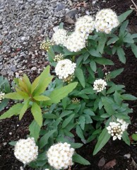 ｢ｺﾃﾞﾏﾘ｣花