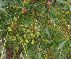 ｢ｾﾝﾀﾞﾝ｣