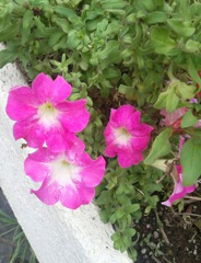 ｢ﾍﾟﾁｭﾆｱ｣花